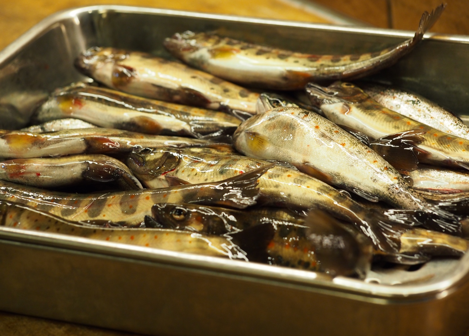 アマゴ 京料理 くりた